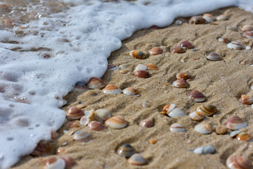 seashells on the sand by the sea