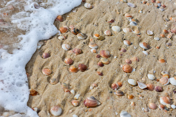Fototapeta na wymiar seashells on the sand by the sea
