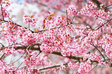 Wild Himalayan Cherry Blossoms in spring season (Prunus cerasoides), Sakura in Thailand, selective focus, Phu Lom Lo, Loei, Thailand.