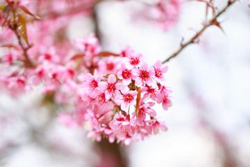 Wild Himalayan Cherry Blossoms in spring season (Prunus cerasoides), Sakura in Thailand, selective focus, Phu Lom Lo, Loei, Thailand.