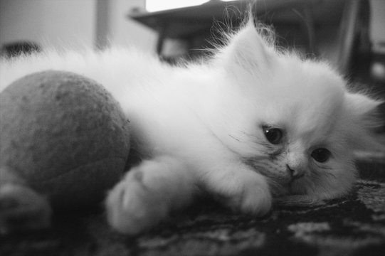 cat pictures, white cat, kitten.