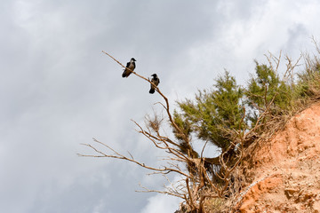 Crow on a branch against the sky