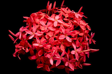 Red Ixora flower. Red spike flower.King Ixora blooming