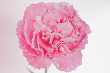 
Pink carnation on pink background