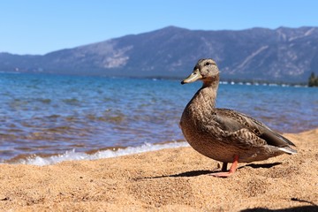 Kaczka nad jeziorem © Marcin