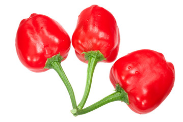 Malawi piquante pepperdew peppers, paths, top