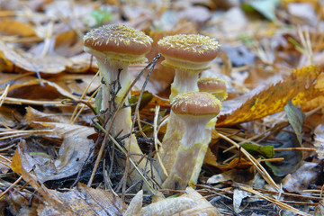 Autumn mushrooms