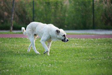 white street dog on the grass