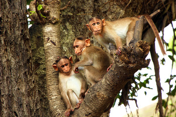 three monkey on the tree