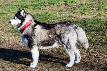 White black husky meadow