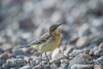 ein schöne Bachstelze