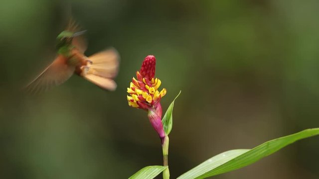 Sparkling green and orange-brown hummingbird Boissonneaua matthewsii,  Chestnut-breasted Coronet feeding on nectar from red and yellow flower, rainy day. San Isidro area, Ecuador 