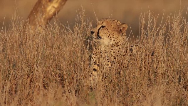 Cheetah, Acinonyx jubatus observing savanna against blurred trees in background. Typical african reddish environment, KwaZulu Natal, South Africa.   
