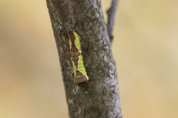 Detailed green caterpillar on a branch in a natural environment