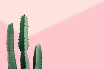 Fotobehang Groene cactus op een pastelroze achtergrond met kopieerruimte © SEE D JAN