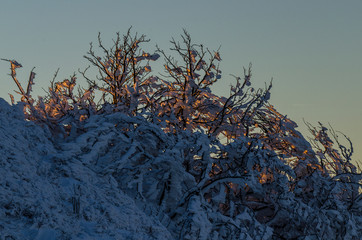 Ośnieżone krzewy  © wedrownik52