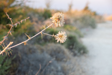 Obraz premium Nahaufnahme einer Distel vor einem unscharfen Wegesrand bei Kolymbia