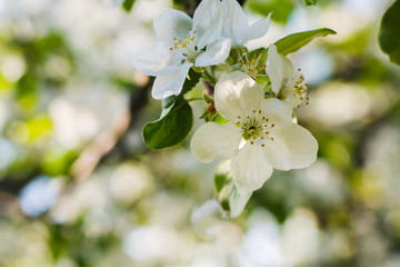 Apple tree blooms in spring