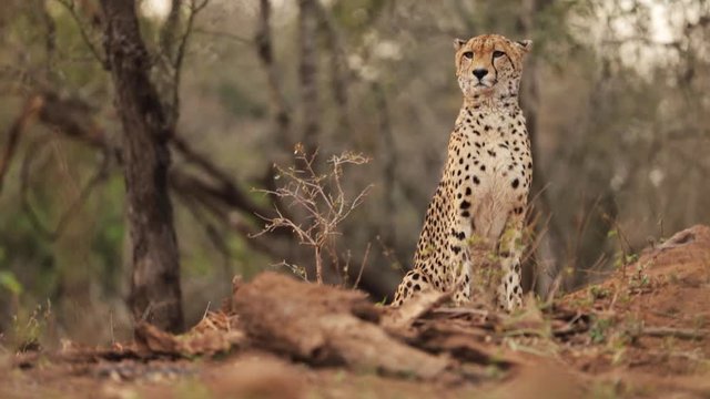 Cheetah, Acinonyx jubatus sitting in front of the trees and  observing savanna against blurred trees in background. Typical african reddish environment, KwaZulu Natal, South Africa.   