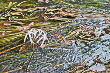 Thai Onion plant ,Water onion (Crinum thaianum) only found in Ranong and Phang nga in Thailand ,is rare aquatic plant ,has been listed as Endangered category under IUCN Red List