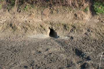 tana di nutria nel canale d' acqua asciutto