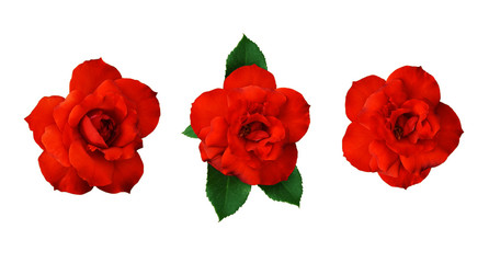 Set of red rose flowers and leaves