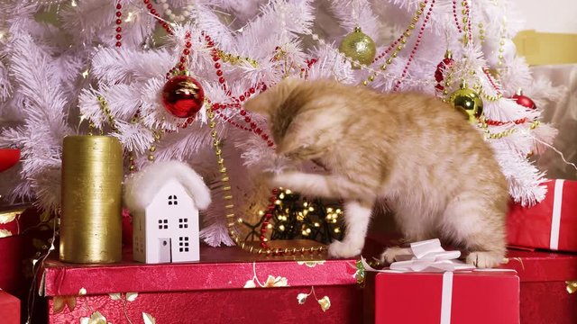Little red-haired kitten playing with Christmas toy under the Christmas tree with gifts