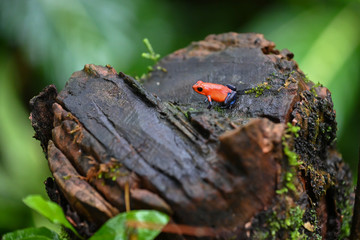 Grenouille fraise 