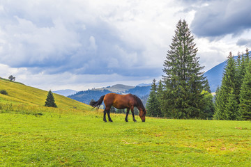 Beautiful red horse grazes in a meadow among the mountains 