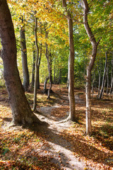 Pfad im herbstlichen Buchenwald