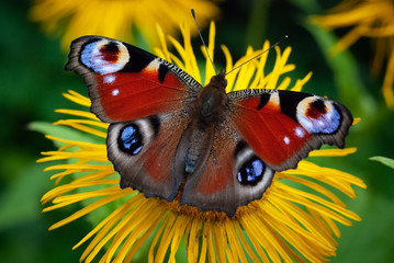 Peacock butterfly on a yellow flower, Aglais io, the European peacock