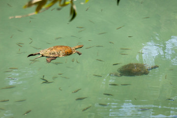 eine schwimmende und eine tauchende Wasserschildkröte zwischen vielen kleinen Fischen in einem Stausee in Seven Springs