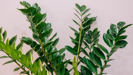 Closeup: green flower with large leaves against a wall