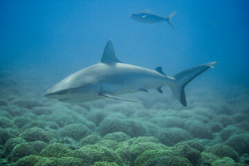Grey Reef Shark in Natural Light 