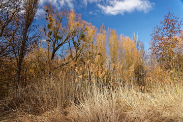 Landschaft und Weinberge bei Castell, Landkreis Kitzingen, Unterfranken, Franken,  Bayern, Deutschland