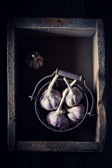 Fresh rustic garlic in old wooden box