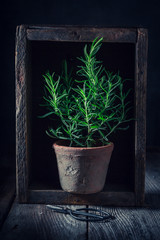 Fresh and homegrown rosemary on old wooden table