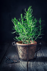 Aromatic and rustic rosemary on old wooden table