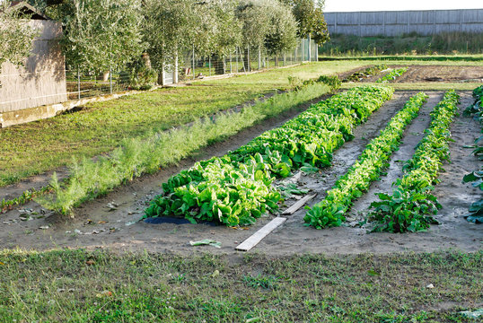 very nice view of vegetable garden with cicory fennel