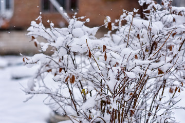 bushes covered with snow, winter, snowfall