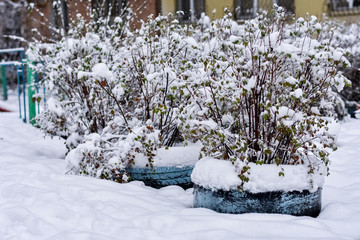 bushes covered with snow, winter, snowfall
