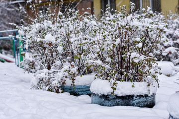 bushes covered with snow, winter, snowfall