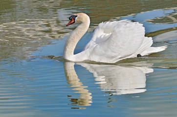 Fototapeta premium Closeup mute swan (Cygnus olor) swimming on water