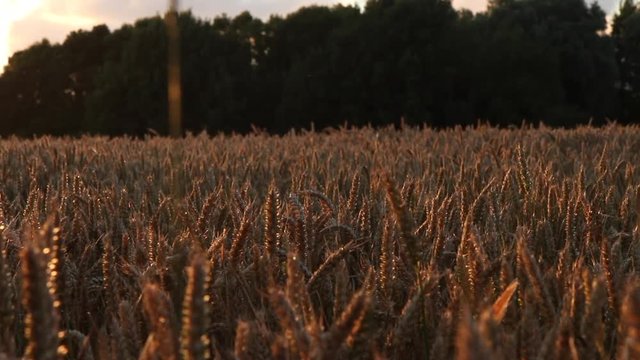 Dolly Shot along Wheat Field at Sunset and dramatic sky in East Frisia (Ostfriesland), Magic hour - long lens