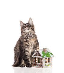 Maine Coon kitten