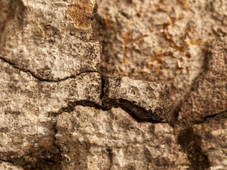 Abstract macro of cracks in barck