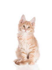 Maine Coon kitten