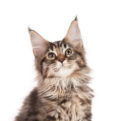 Maine Coon kitten