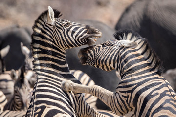 Fototapeta premium Walka ze zebrami w Parku Narodowym Etosha