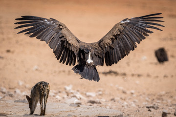 A big vulture landing in the dry sand of the Etosha National Park